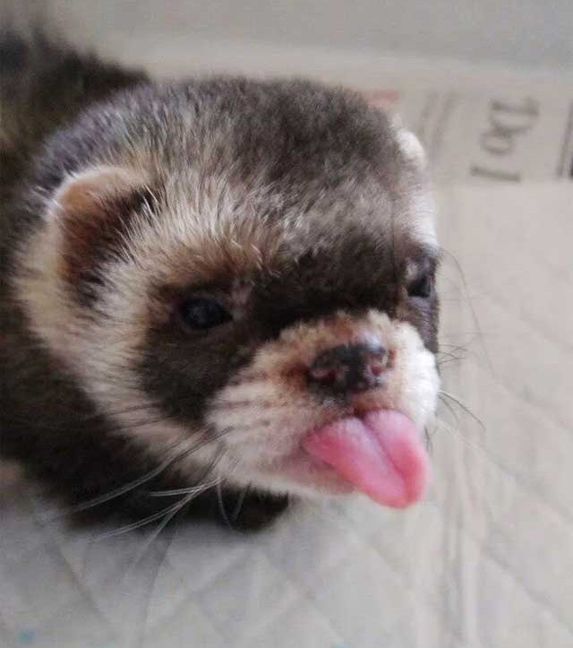 furet.jpg