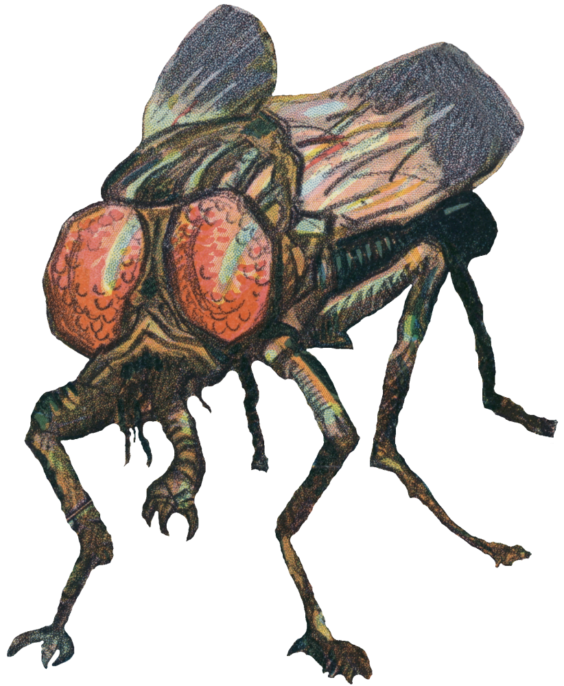 giant fly shrunk.png