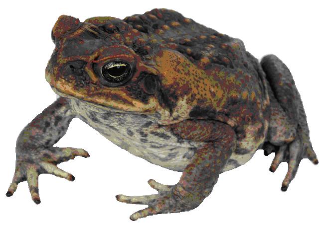 giant frog.JPG