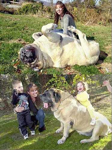 gigantic_dog.jpg