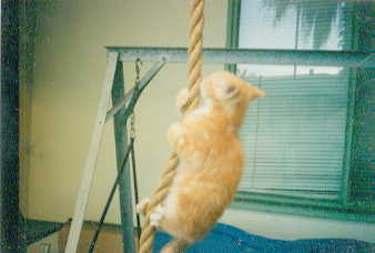 ginger1.jpg