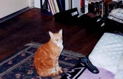 ginger2.jpg