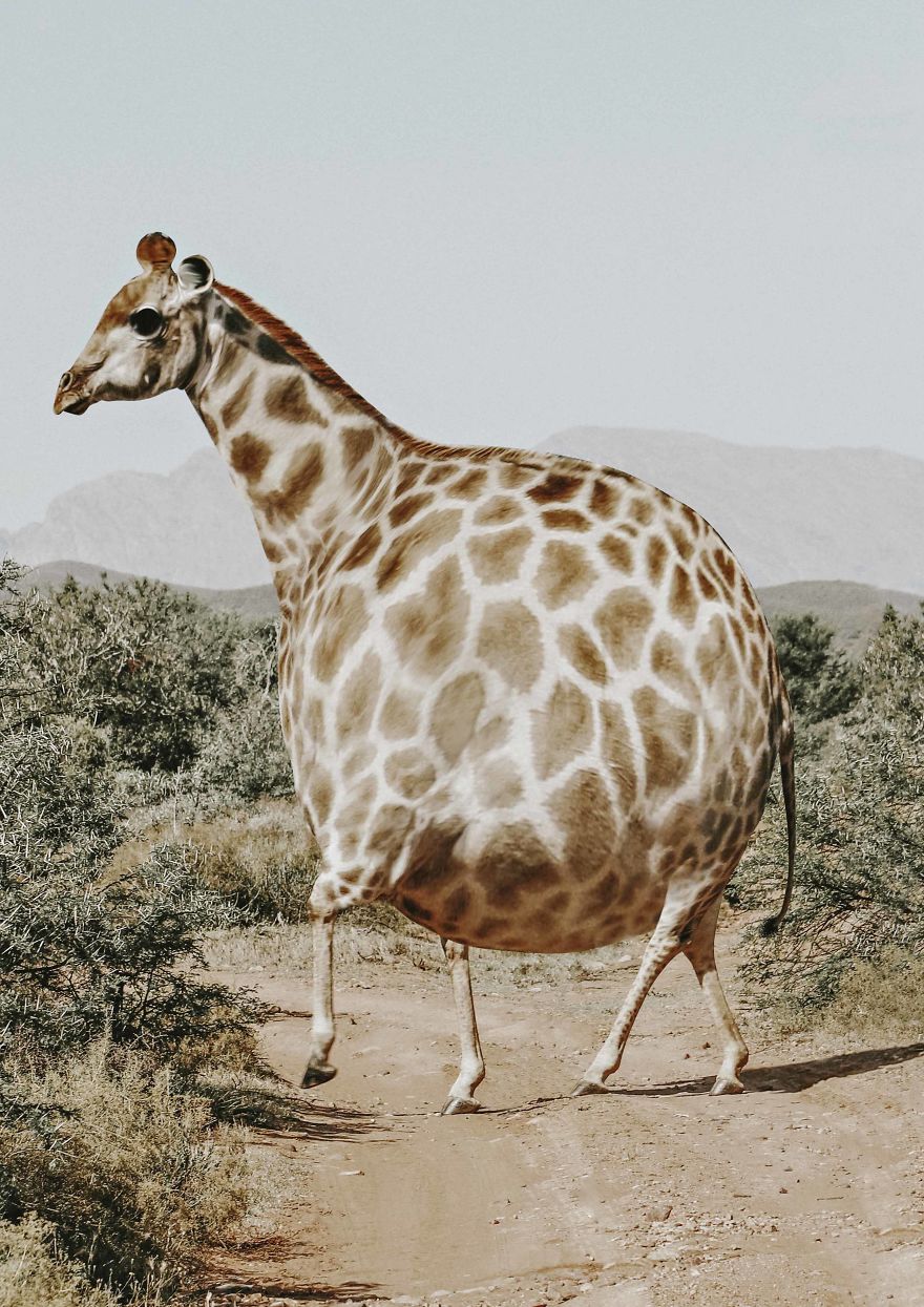 giraffe ball.jpg