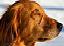 Gold Dog.JPG