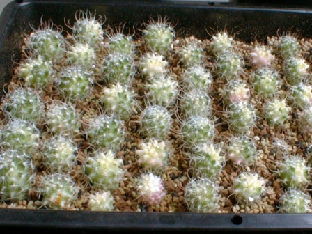 growgrow.jpg