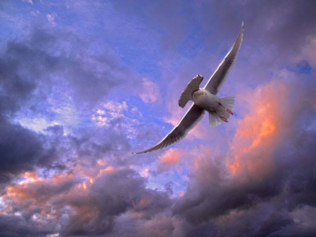 Hammerheaded Albatross.jpg