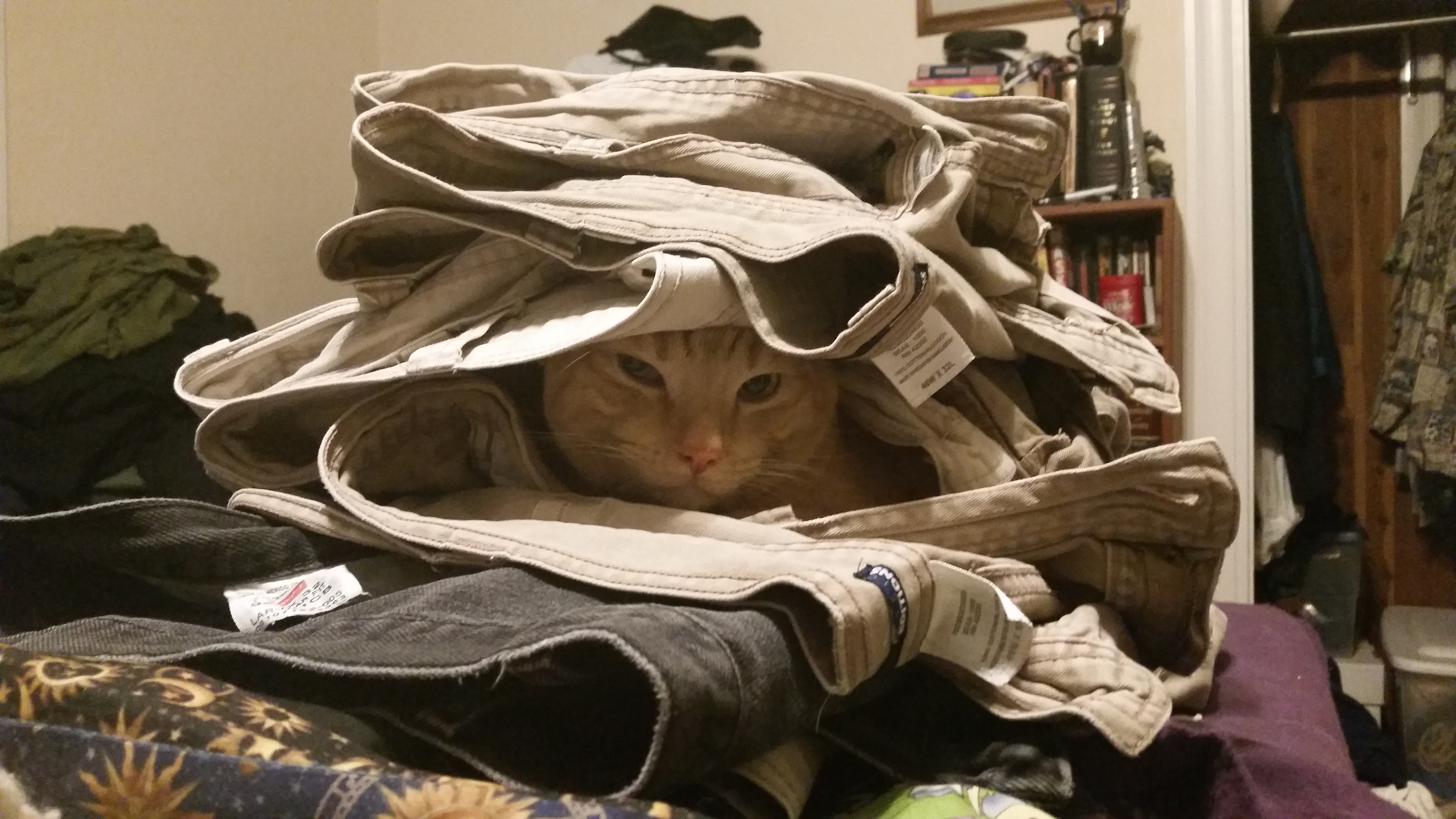 Harry Pants.jpg