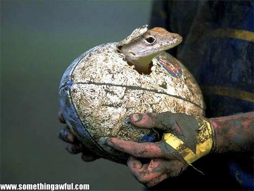 hatching.jpeg