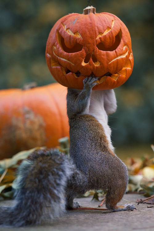 HolloweenSquirl.jpg
