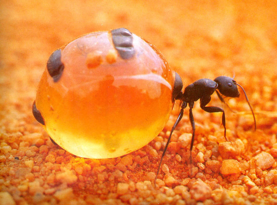 honeypotant.jpg