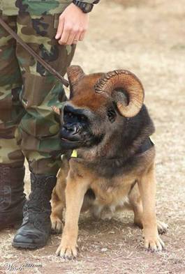 Horned Ape-Dog.jpg