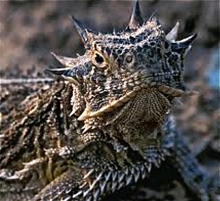 horned lizard.jpg