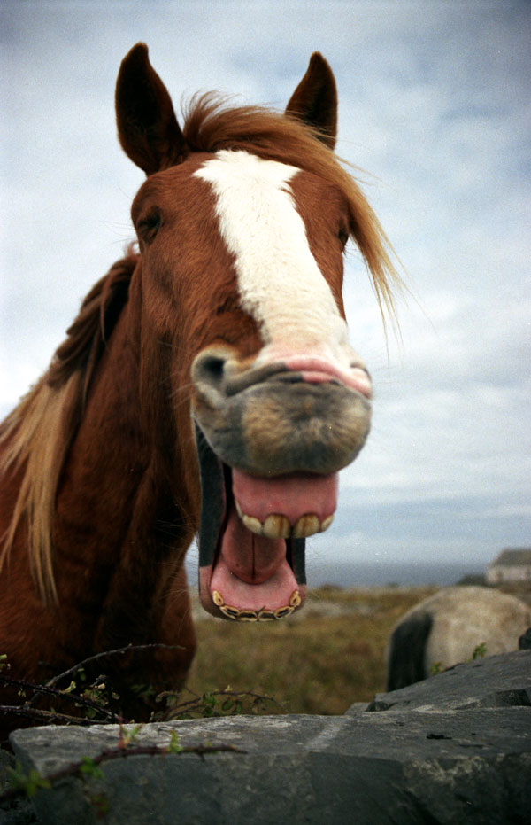 horse-aran-islands.jpg