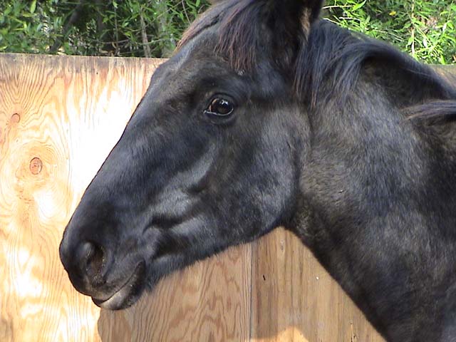 horsehead.jpg