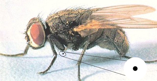 housefly.jpg