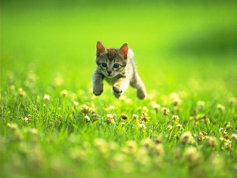 hoverkitty.jpg