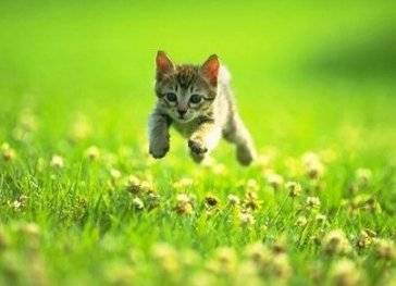 hoverkitty.jpg