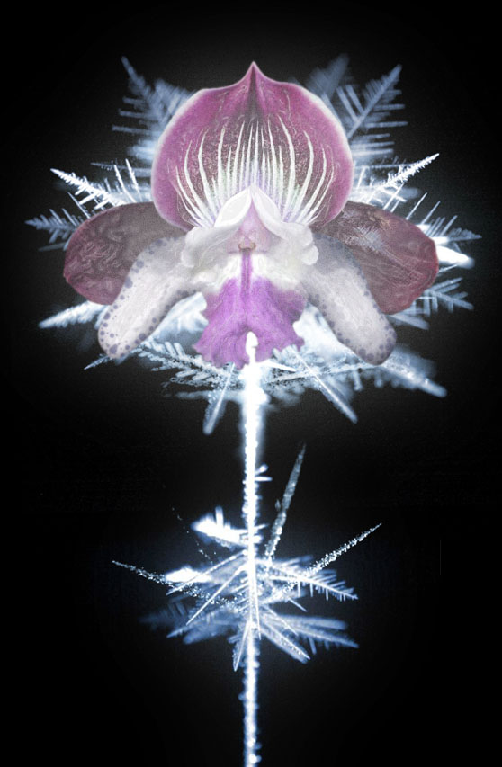 iceorchid.jpg