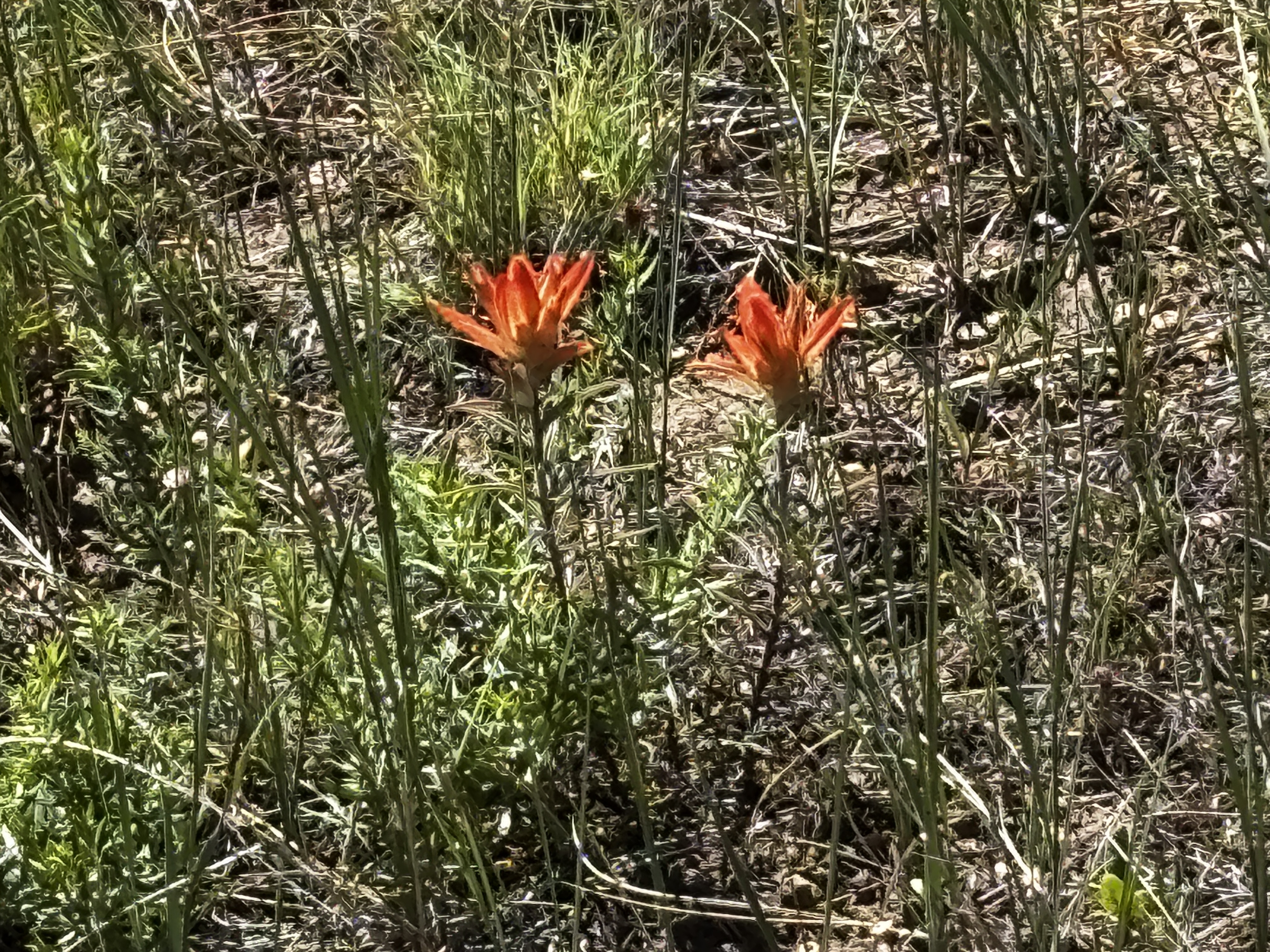 IMG_0701.JPEG