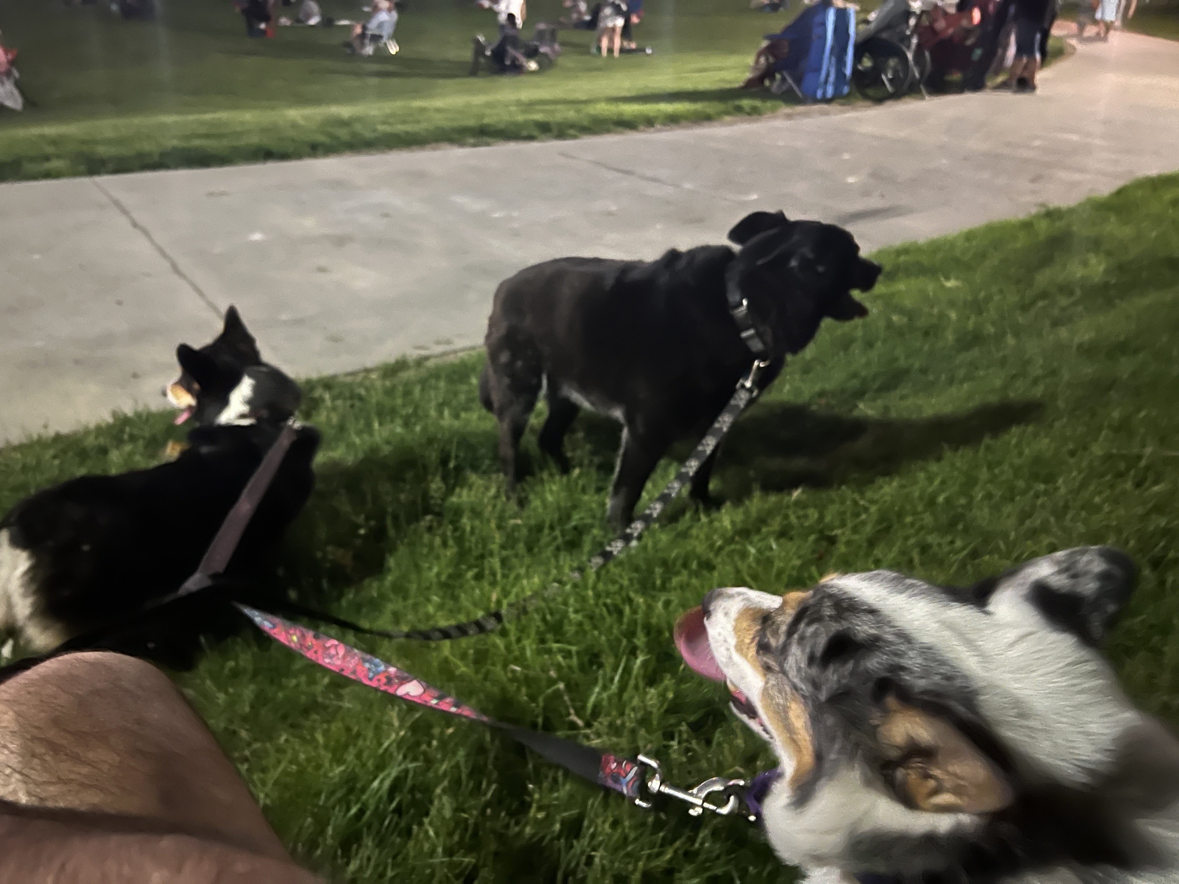 IMG_2377.jpeg