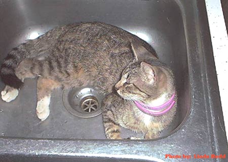 in_sink.jpg
