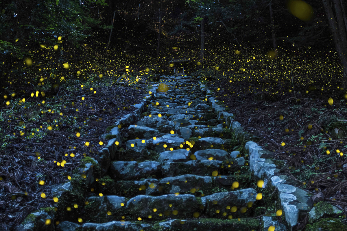 Japan, Village in Tamba, Princess Fireflies.jpg
