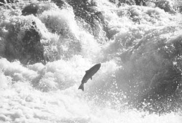 jumping%20fish.jpeg