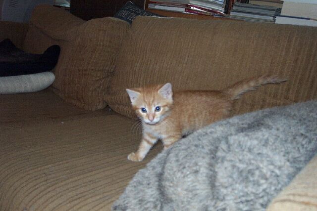 kitten0004.jpg