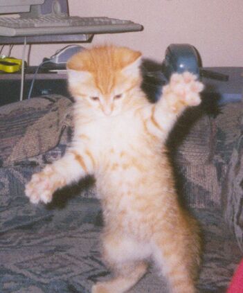 kitten0012.jpg