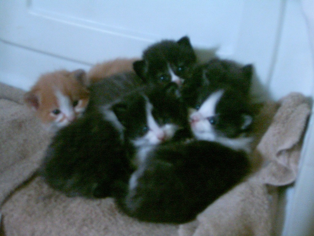 kittens1.JPG