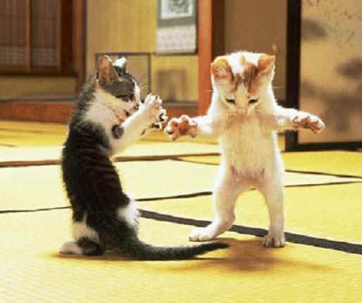 kittensjumping.jpg