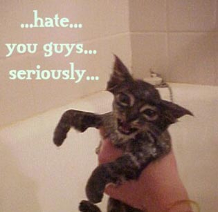 kitty%20hates%20us.jpg