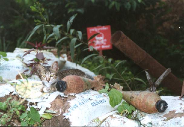 kitty-in-cambodia.jpg