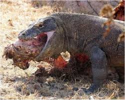 komodo dragon 001.jpg