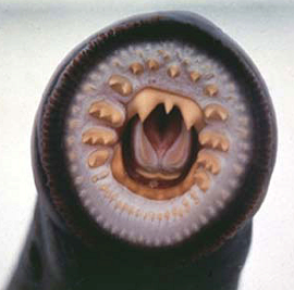 lamprey_8782.png