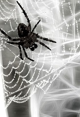 left spider.jpg