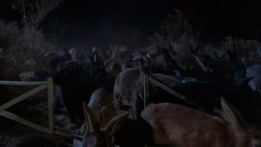 Lepus 1.jpg