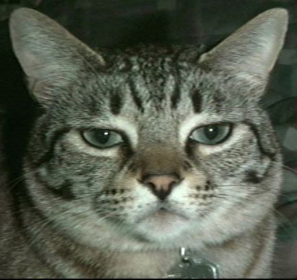 lessThanPleased.jpg