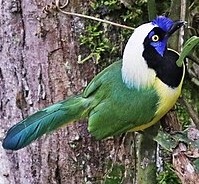 liarbird.jpg
