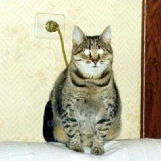 light-switch-kitty-e1289281795213.jpg