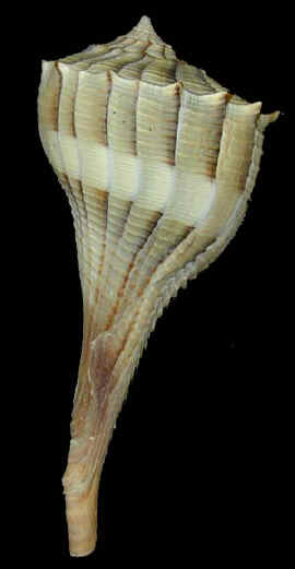 lightwhelk.jpg