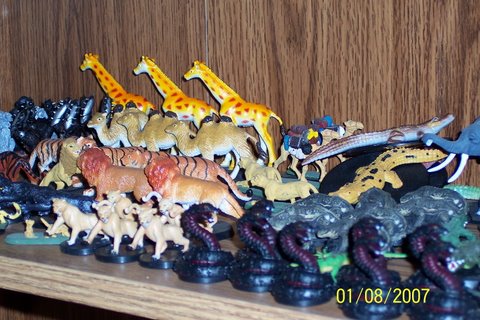 Lions and Tigers and Gators.JPG