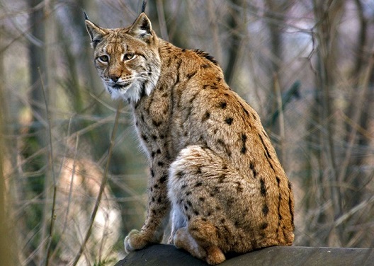 lynx (1).jpg