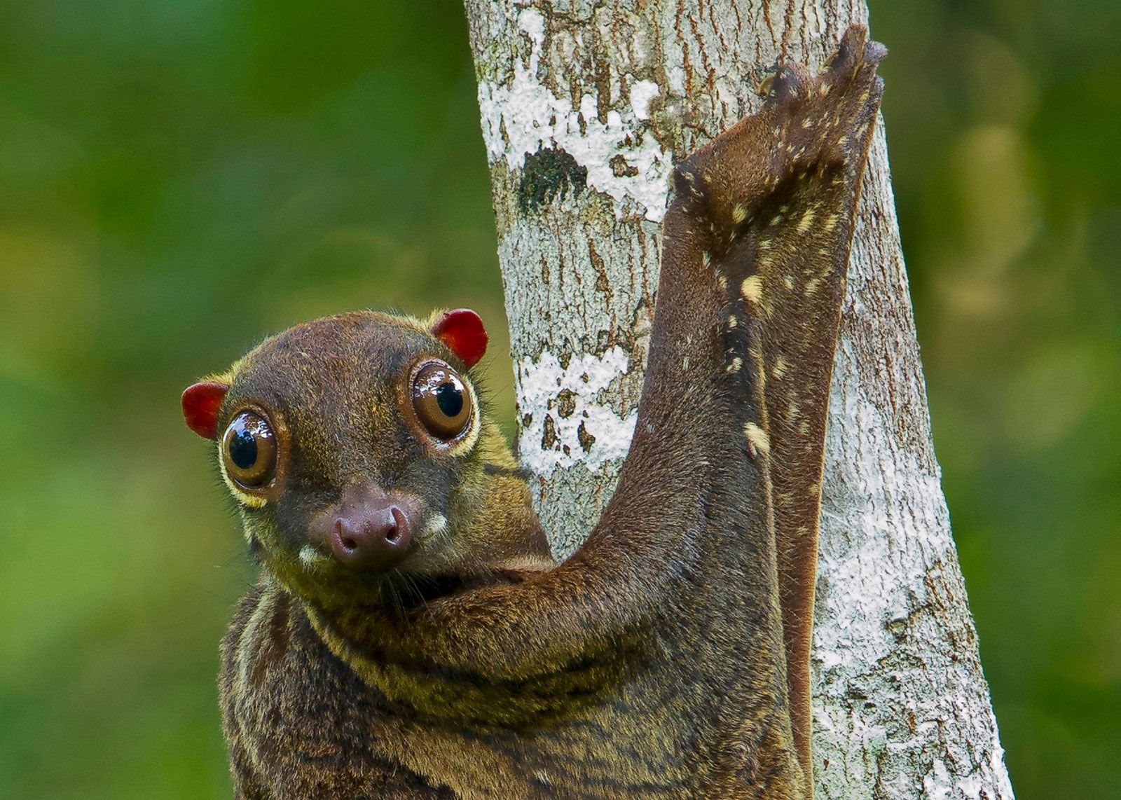 Malayan-colugo-Galeopterus-variegatus.jpg