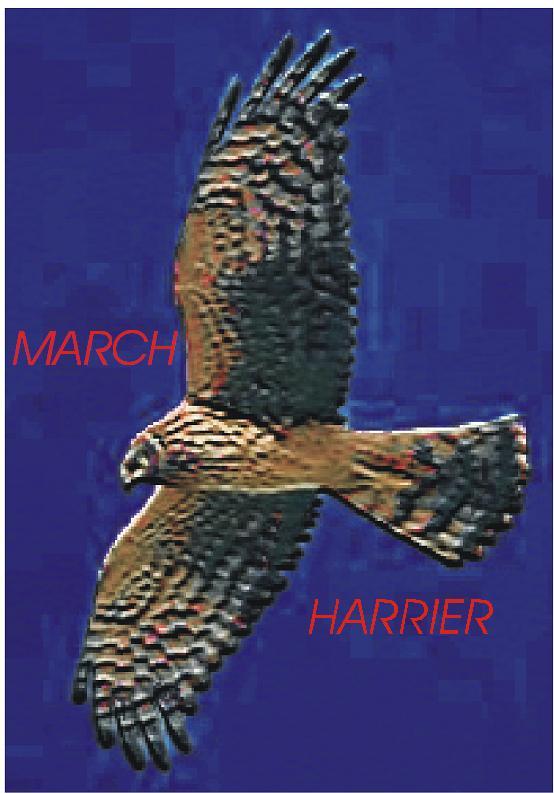 march harrier logo.JPG