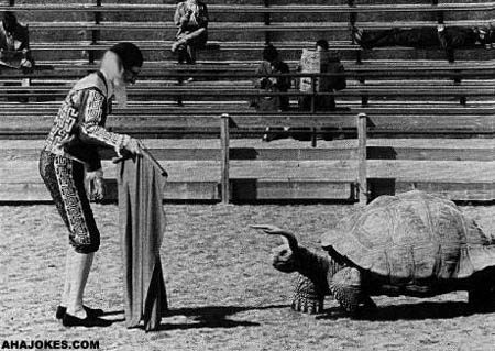 matadorturtle.jpg
