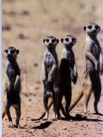 meerka61.jpg
