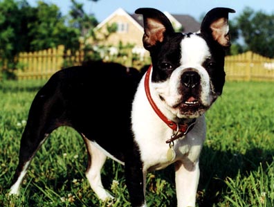 midpup.jpg