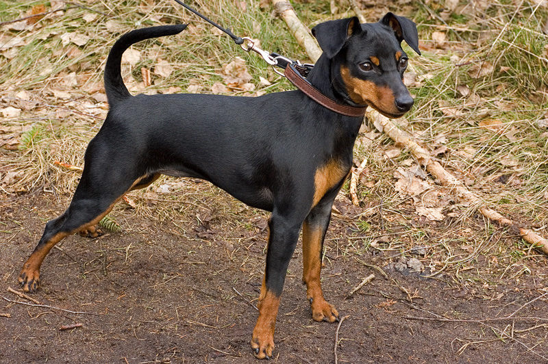 Miniature_pinscher.jpg