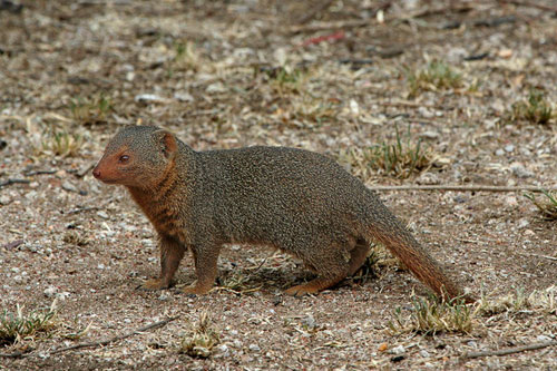mongoose.jpg